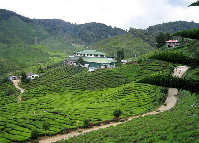 مصنع مزارع الشاي في كاميرون هايلاند
